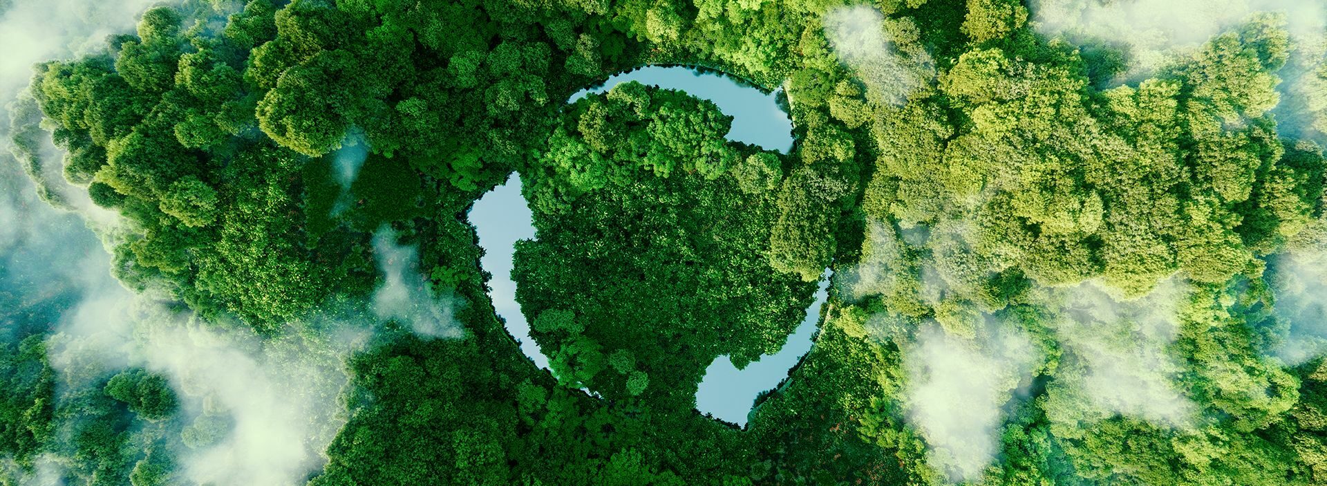 An image of a forest from overhead